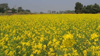 সরিষা ফুলে হাসছে মাঠ, কৃষকের চোখে স্বপ্ন