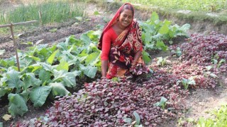 সবজি চাষ ও পশু পালনে স্বাবলম্বী উপকূলীয় নারীরা