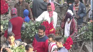 ফুলের রাজধানী যশোরের গদখালী: টার্গেট ২০ কোটি