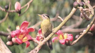 গাছের চিকিৎসক পাখি ‘কষ-গলা কাঠঠোকরা’