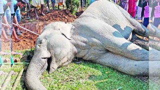 হাতির মৃত্যুর রহস্য জানালো পল্লী বিদ্যুতায়ন বোর্ড