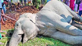 গারো পাহাড় থেকে আবা‌রও বন‌্যহা‌তির মরদেহ উদ্ধার