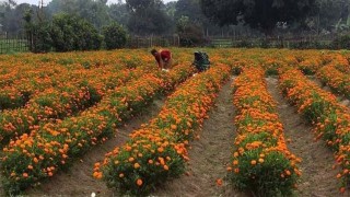 ঠাকুরগাঁওয়ে বাণিজ্যিকভাবে ফুল চাষে লাভবান চাষিরা