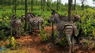 প্রত্যাহার হলেন সাফারি পার্কের প্রকল্প পরিচালকও