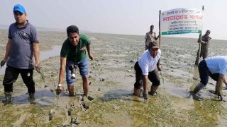 মেঘনার জেগে উঠা চরে ৫০ লাখ কেওড়ার চারা রোপন