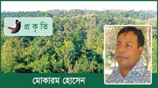 ঝিন্টির শুভ্র আলোয়