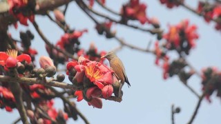 শিমুলের লাল রঙে বসন্তের আগমনী বার্তা