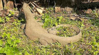 বিলুপ্ত প্রজাতির গুইসাপ উদ্ধার, বনে অবমুক্ত