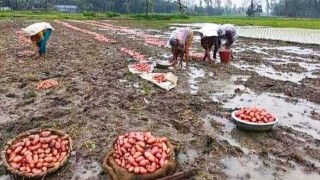 ‘মাঘের বৃষ্টি হামার আলু শ্যাষ করচে বাহে’