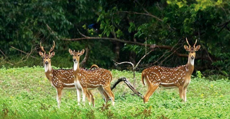 4 ‘deer poachers’ detainee in Khulna