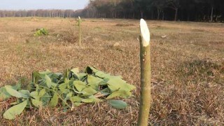 ফুলবাড়ীয়ায় রাতের অন্ধকারে সাড়ে ৫ হাজার রাবার গাছ কর্তন!