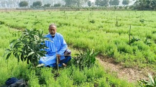 হিংসার কোপ ৭শ আম গাছে!