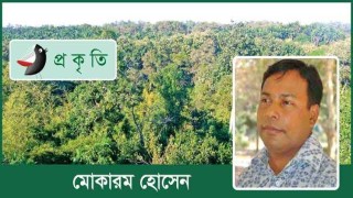 রঙ রূপের দইগোটা