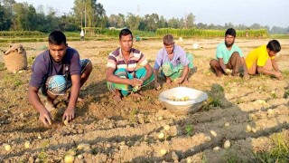 আলুতে লোকসানে মানিকগঞ্জের কৃষক