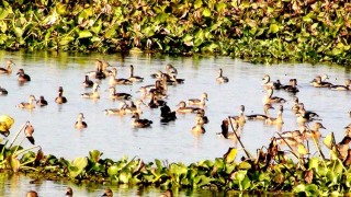 অতিথি পাখির কলকাকলিতে মুখর নরসিংদীর দগরিয়া বিল