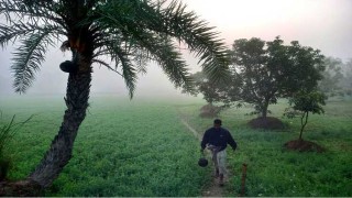 খেজুর রস-গুড়ে ব্যস্ত গাছিরা