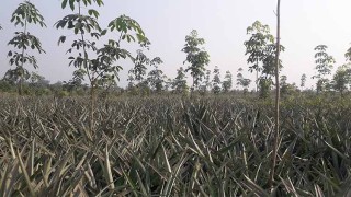 বন বিভাগের সংরক্ষিত জমি অবৈধভাবে ইজারা দিল বশিউক