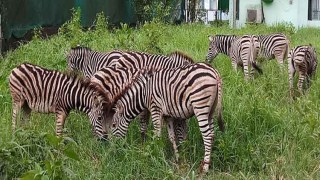 প্রত্যাহার হচ্ছেন সাফারি পার্কের দুই শীর্ষ কর্মকর্তা