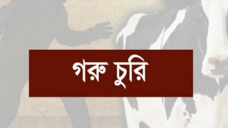 ধোবাউড়ায় তিন বাড়ি থেকে সাত গরু চুরি