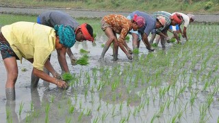 বোরো ধানে স্বপ্ন বুনছেন ফেনীর কৃষকরা