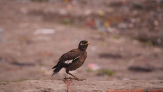 এক-পায়ে ভাত শালিকের জীবনসংগ্রাম