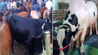 1,739 veterinary medical teams deployed in cattle markets