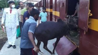 ক্যাটল স্পেশাল ট্রেনে ঢাকায় এলো ১ হাজার গরু-ছাগল