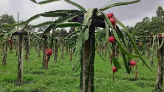 নীলফামারীর কিশোরগঞ্জে ড্রাগন চাষে সফলতা