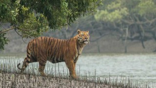 খাদ্য সংকট সুন্দরবনে, বাঘসহ বন্যপ্রাণী লোকালয়ে