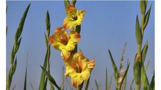 এই বাংলায় জম্মে আমি হয়েছি ধন্য