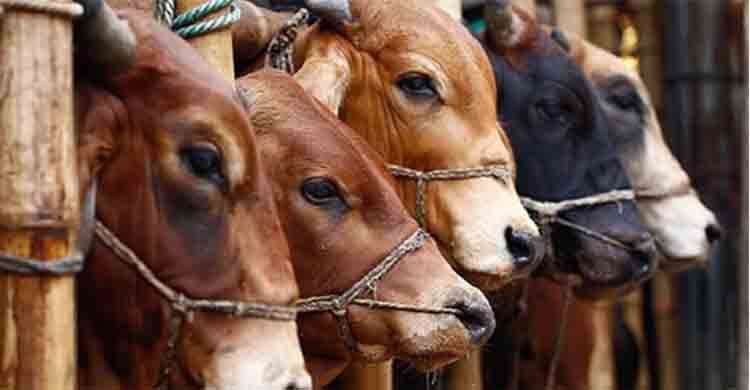 99.50 lakh cattle sacrificed on Eid-ul-Azha