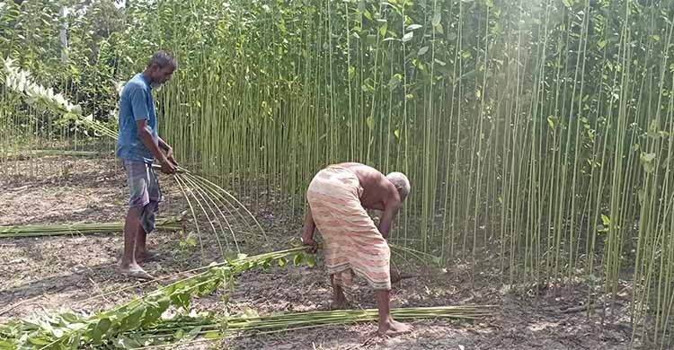 পাটের বাম্পার ফলন হলেও অনাবৃষ্টিতে লোকসানের আশঙ্কা