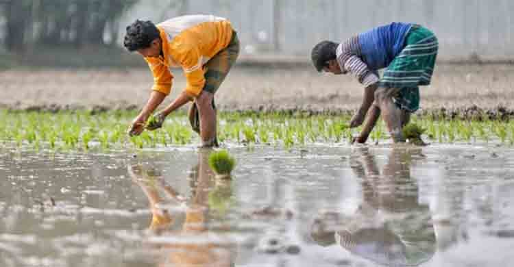 Govt proposes TK 24,224 cr for agriculture in FY23