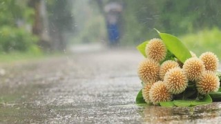 বৃষ্টিতে বরণ আষাঢ়ের প্রথম দিন