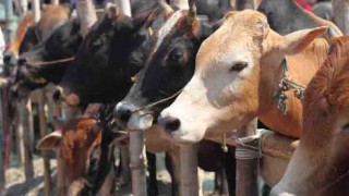 1.21 crore sacrificial animals ready for Eid-ul-Azha: Minister