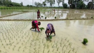 নওগাঁয় ৬১ হাজার ৯২০ হক্টর জমিতে আউশ চাষের লক্ষ্যমাত্রা নির্ধারণ