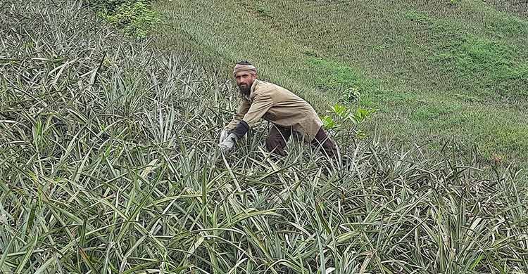 পার্বত্য চট্টগ্রামের কৃষিকে সমৃদ্ধ করেছে আনারস