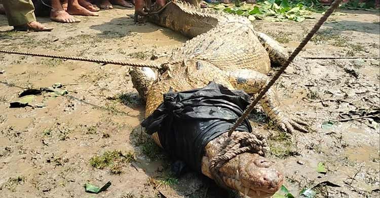 রামপালে পুকুরে মিললো কুমির, অবমুক্ত করমজলে