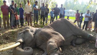 অচেতন করেই বাগে আনতে হলো সেই হাতিটি