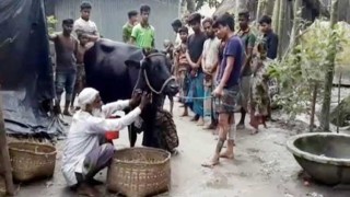 বাছুর ছাড়াই দুধ দিচ্ছে গাভি!