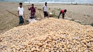 নওগাঁয় আলুর বাম্পার ফলন, কেজি ১৮ টাকা