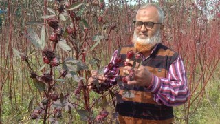 রংপুরে পাট থেকে তৈরি হচ্ছে আইসক্রিম মেস্তাসত্ত্ব