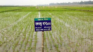 বঙ্গবন্ধু ধান১০০ উৎপাদনে উৎসাহিত করার তাগিদ