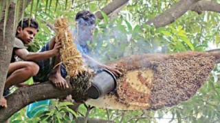 সুন্দরবনে মধু সংগ্রহ শুরু, বাড়তি রাজস্ব গুণতে হবে মৌয়ালদের