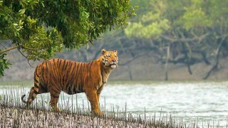 সুন্দরবনে বাঘের আক্রমণে মৌয়াল নিহত