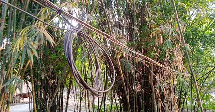 মধুখালীতে বাঁশের খুঁটি দিয়ে বিদ্যুতের সংযোগ