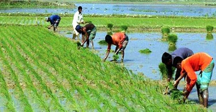 ধান উৎপাদনে স্বয়ংসম্পূর্ণ চাল আমদানিতে দ্বিতীয় কেন