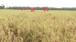 অশনির শঙ্কায় আগেভাগেই ধান কাটছে বাকেরগঞ্জের কৃষকরা