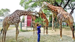 শিশুদের নিয়ে ঘুরতে যেতে পারেন জাতীয় চিড়িয়াখানায়