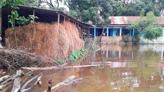 মাড়াই করা ধানও শুকাতে পারছেন না হাওরের কৃষকেরা